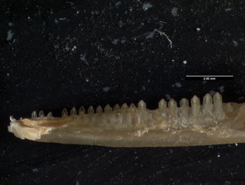 Media type: image;   Herpetology R-61107